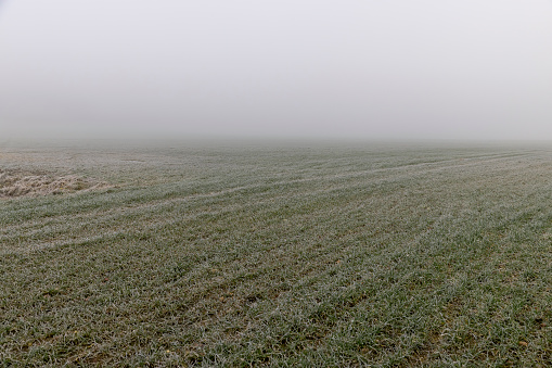 winter cereals in foggy weather, a field where wheat is grown in early spring during frosts