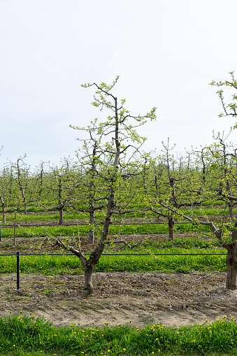 young apple orchard in spring, young apple trees in the orchard with the first foliage in spring