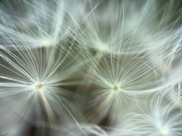 istock Extreme close up of dandelion 2149498936