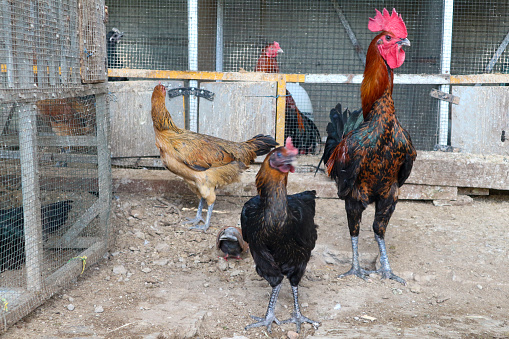 Photo of a group of roosters and hens