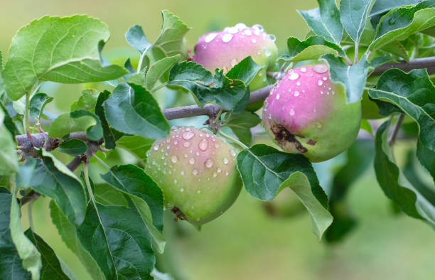 istock Ripe apples on a tree in raindrops. Close-up 2149499586