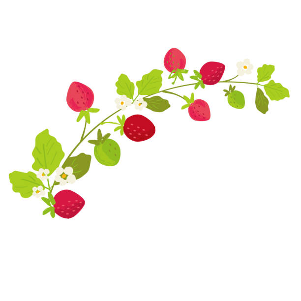 480+ Strawberries On Vine Stock Illustrations, Royalty-Free Vector