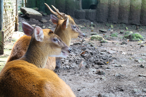 Group of Sambar deer cub at the Bandung Park Zoo