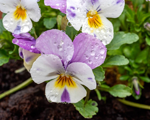 spring plants covered with dew drops, spring flowers, morning dew, spring