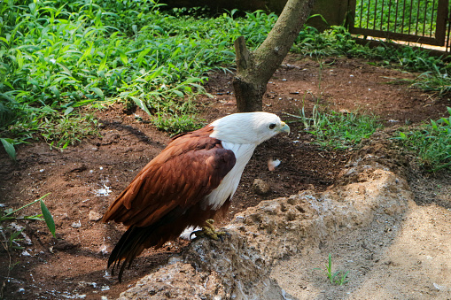 A red eagle at Bandung Park Zoo