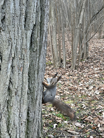 A squirrel peeks out from behind a tree trunk in a dense forest setting.