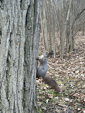 A squirrel effortlessly climbing up the side of a tree trunk in a wooded area.