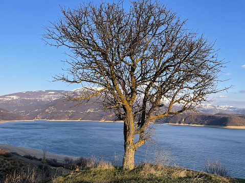 Leafless Tree by Water