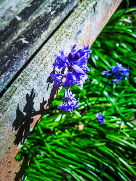bluebells daffodils spring wild flowers walking hiking