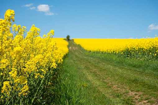 A sprawling field of bright yellow rapeseed blooms beneath a vivid blue. This scenic rural landscape showcases nature's beauty in spring.