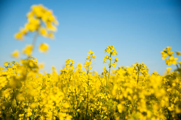 istock Vibrant Yellow Rapeseed Field Under Blue Sky 2149502786
