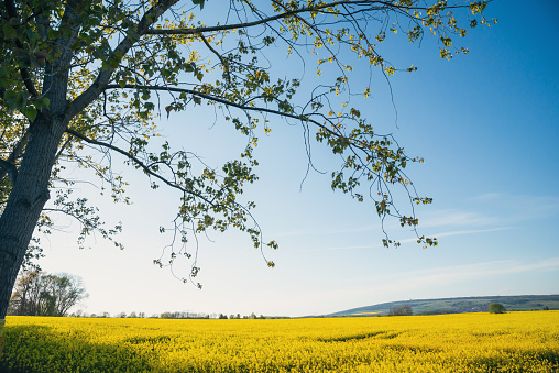 A beautiful rural landscape featuring a bright yellow rapeseed field under a clear blue sky. Tree branches gently sway above this tranquil scene.