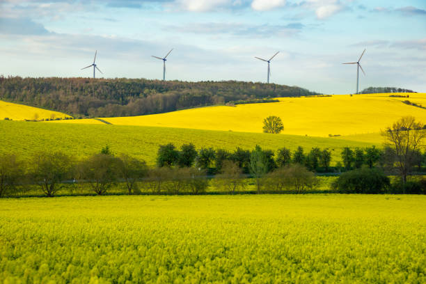 Wind turbines behind a field of rapeseed in spring