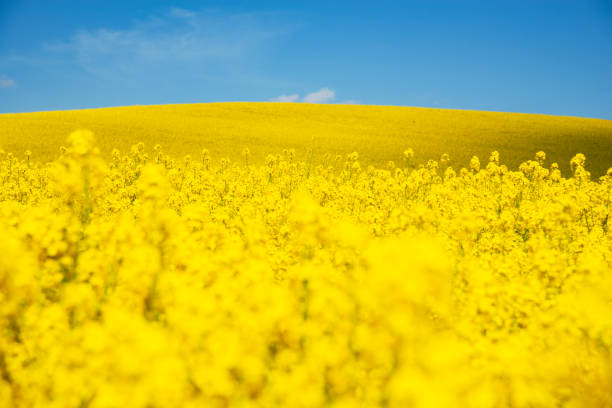 A sprawling field of bright yellow rapeseed blooms beneath a vivid blue. This scenic rural landscape showcases nature's beauty in spring.