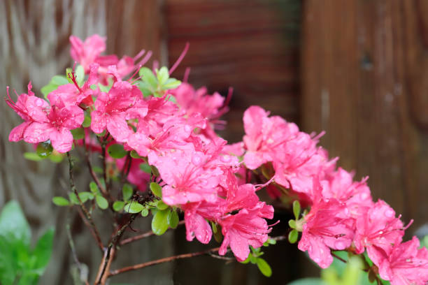 Free picture: pink, japanese, azalea, rhododendron, japonicum
