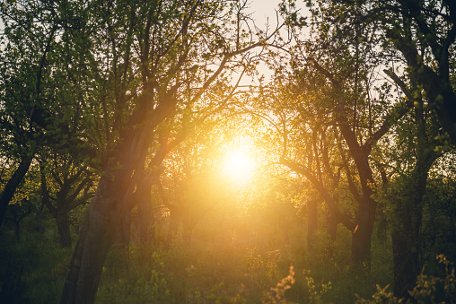 A beautiful image capturing a serene sunrise piercing through a vibrant green orchard. The golden light illuminates the foliage and casts gentle shadows.