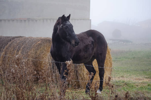 istock Horse posing on a foggy day. 2149503017