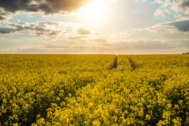 istock Golden Hour Sunlight Through Blooming Rapeseed Field 2149503029