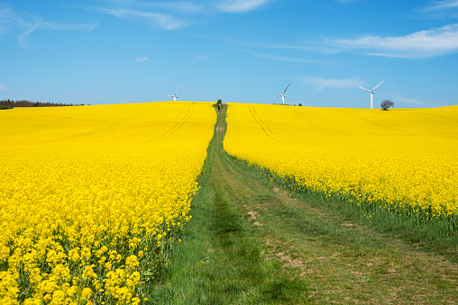 Wind turbines behind a field of rapeseed in spring