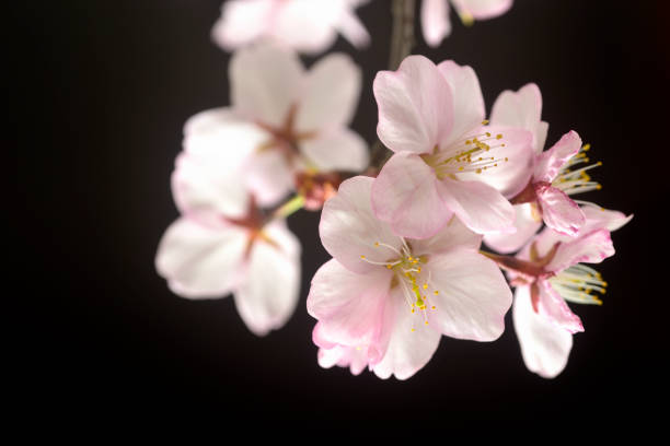 istock Close-up of cherry blossoms on black background 2149503322