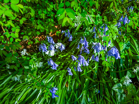 bluebells daffodils spring wild flowers walking hiking