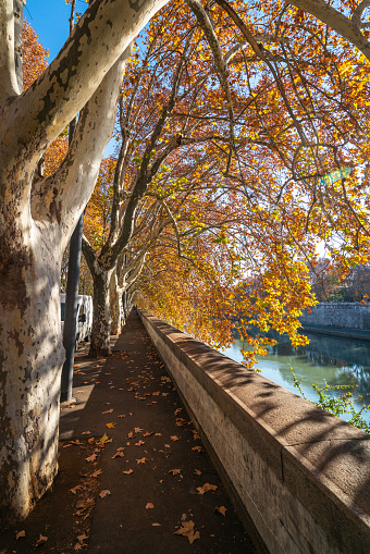 Sycamore Tree alley along the embankment of the Tiber River.