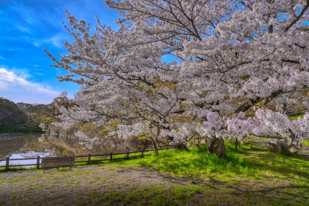 istock Japanese landscape1491 cherry blossoms 2149504116