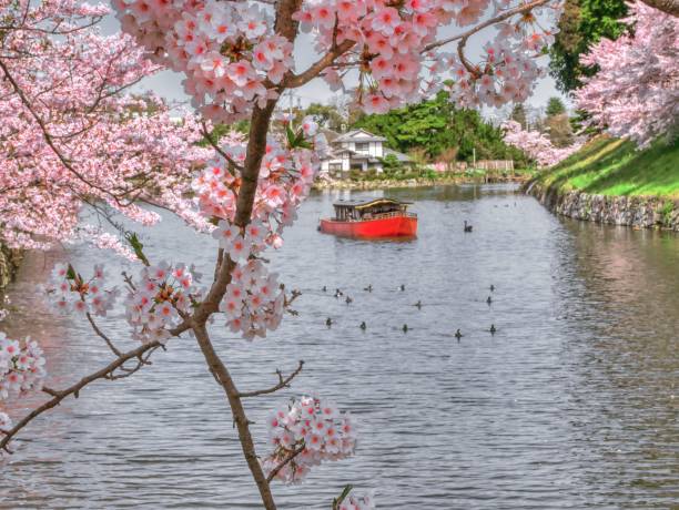 istock Japanese landscape1492 cherry blossoms 2149504325