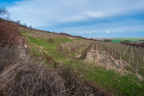 istock View over vineyards to valley with fields, forests and cities. 2149505018