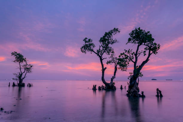 Nirwana Beach Padang is located not far from the largest and most historic port. As night approaches you will see twinkling lights around the harbor which makes the atmosphere feel romantic.