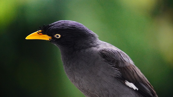The Javan myna (Acridotheres javanicus), also known as the white-vented myna, is a dark gray bird native to Bali and Java, Indonesia. It has an orange bill, white wing patches, and lemon yellow eyes.