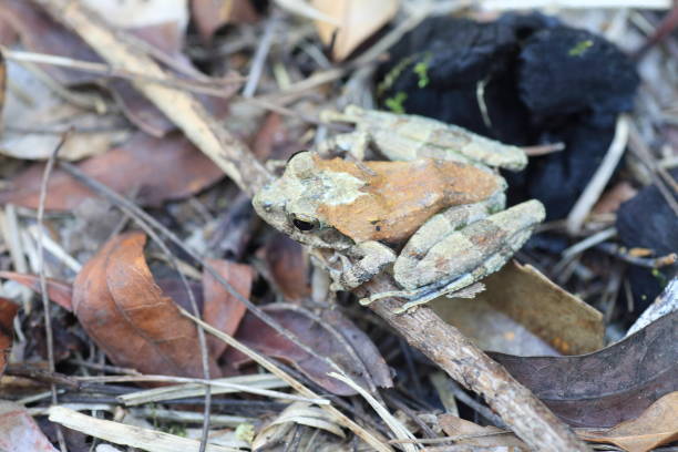 istock Okinawa tip-nosed frog (Odorrana narina) in Japan 2149506198