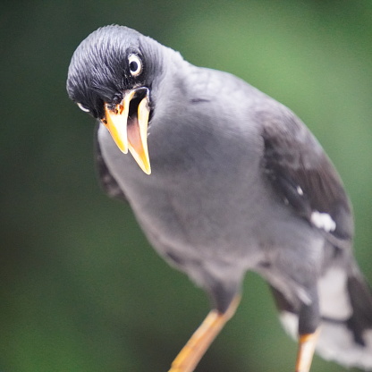 The Javan myna (Acridotheres javanicus), also known as the white-vented myna, is a dark gray bird native to Bali and Java, Indonesia. It has an orange bill, white wing patches, and lemon yellow eyes.