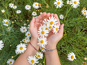 Children's hands carefully hold a chamomile flower. Delicate white flower in the palm of your hand