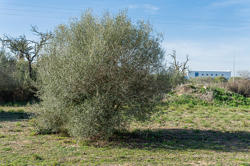 General view of a wild olive tree, Olea oleaster, in the middle of a spring field on a sunny day. Island of Mallorca, Spain