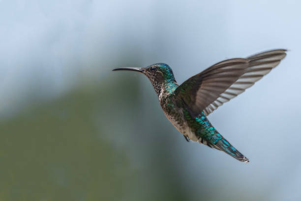 istock Female White-necked Jacobin, Florisuga mellivora, hovering: Tobago 2149506903