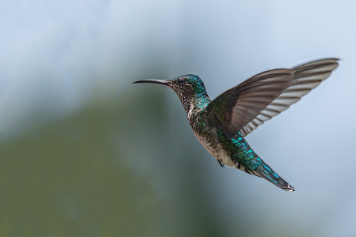 A female White-necked Jacobin, Florisuga mellivora, hovering, against a defocussed background with copy space. Tobago. Some motion blur in wings.