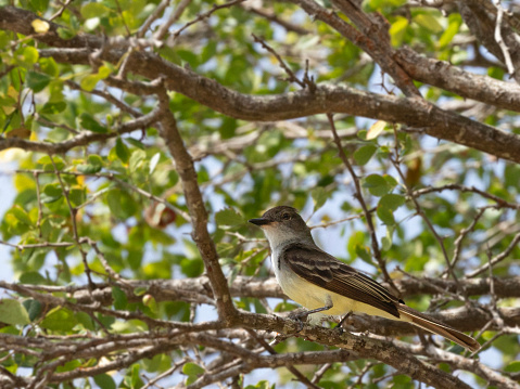 Brown-crested Flycatcher, Myiarchus tyrannulus, perching in a tree: Tobago.