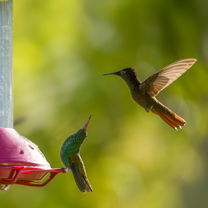 A Copper-rumped Humminbgird, Saucerottia tobaci, points its beak towards an arriving Ruby-topaz Hummingbird, Chrysolampis mosquitus, to prevent it from landing on the same part of the hummingbird feeder on which it is perched. Tobago.