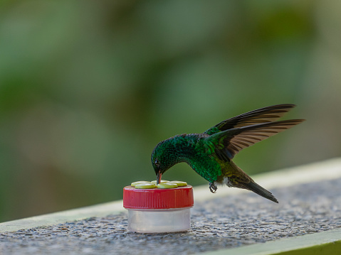 A wild Copper-rumped Hummingbird, Saucerottia tobaci, of the Tobago endemic nominate subspecies tobaci hovering while feeding from a small hummingbird feeder which has been placed on a wall. Tobago.