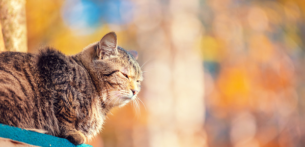Cat sitting in the forest in autumn. Horizontal banner