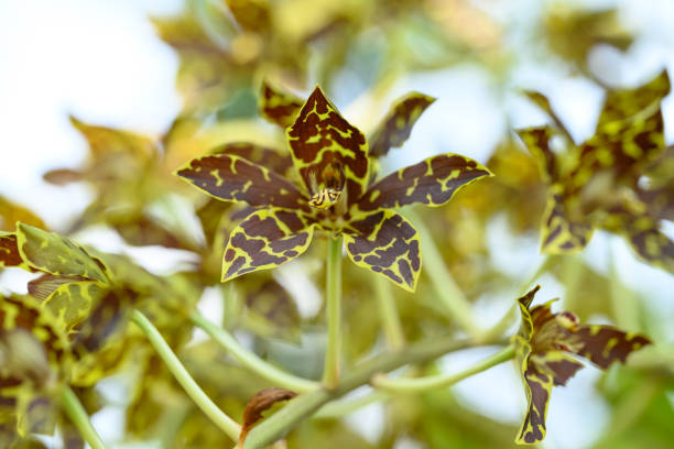Orchid flower (Grammatophyllum speciosum blume) blooming in Thailand