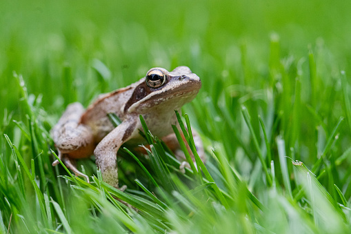 Frog sitting in the green grass in summer and enjoying the good weather.
