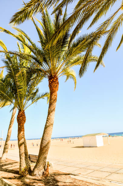 istock A palm tree is in front of a beach with people walking on the sand 2149507896