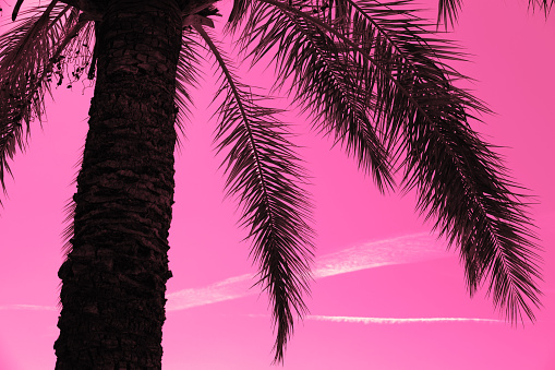 Silhouette of a tropical palm tree against a pink sunset sky