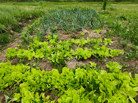 Homegrown springtime lettuce