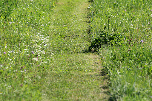 Freshly mown grass path between uncut grass mixed with small various colors wild flowers at local meadow on warm sunny summer day