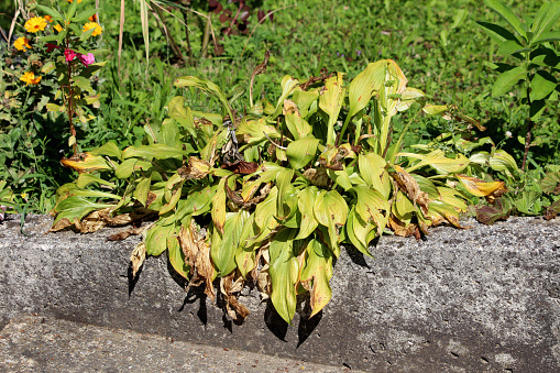 Plantain lily or Hosta or Giboshi or Heart leaf lilies herbaceous perennial foliage plant with partially shriveled and dried broad lanceolate ribbed leaves growing in form of small bush next to concrete sidewalk surrounded with other garden plants and flowers on warm sunny summer day