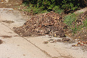 Pile of fallen brown autumn leaves mixed with dry branches and wet soil on side of abandoned cracked paved road next to uncut grass and large bush