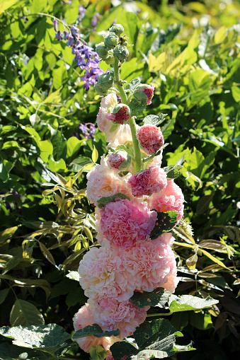 Single stem of Common hollyhock or Alcea rosea ornamental dicot flowering plant with bunch of fully open blooming light to dark pink densely layered flowers and closed flower buds on top growing in local urban family home garden surrounded with thick green leaves and other flowering plants on warm sunny summer day